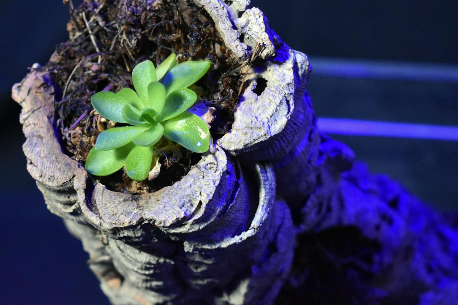 Butterworts Akron Zoo